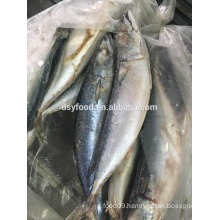 frozen high quality pacific mackerel
